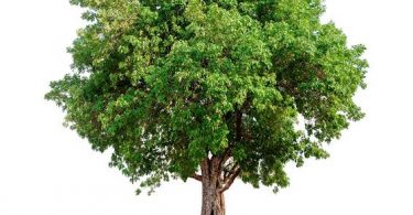 Manchineel Tree's information