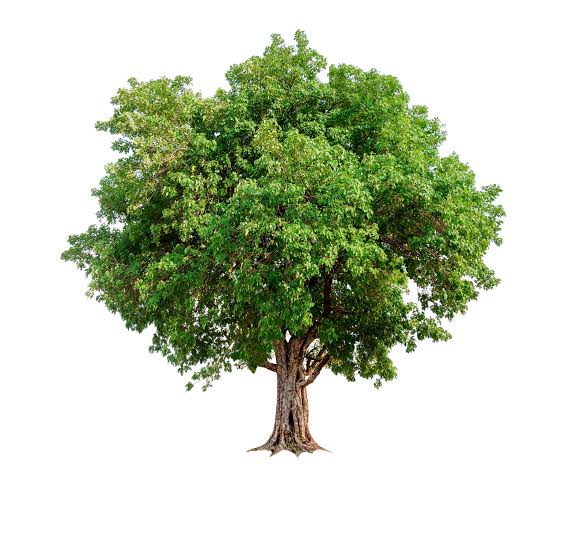 Manchineel Tree's information