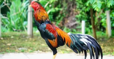 Galo