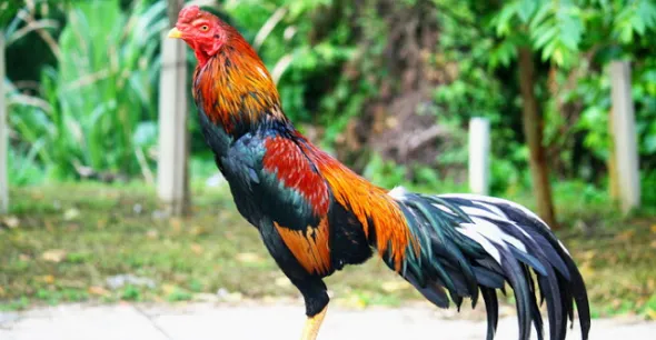 Galo