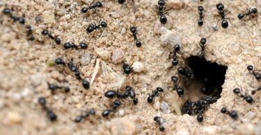 ant neural networks compressed l