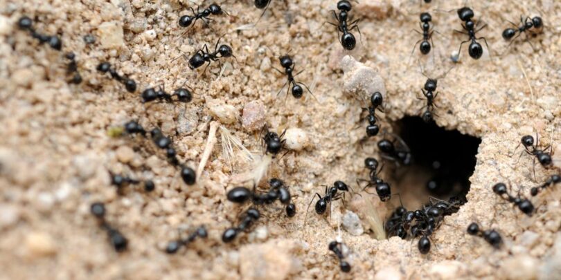 ant neural networks compressed l