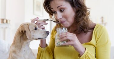 food bad for dogs begging