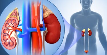 male kidney anatomy illustration 758313113 5aa15ae80e23d90037526254