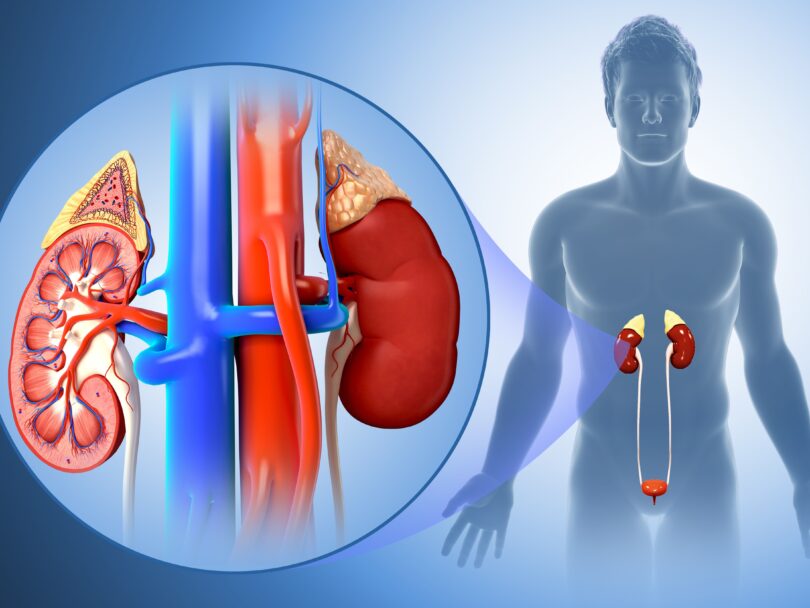 male kidney anatomy illustration 758313113 5aa15ae80e23d90037526254