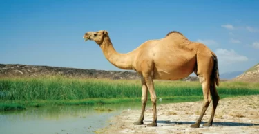Arabian dromedary camel