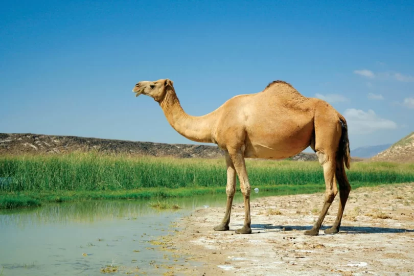 Arabian dromedary camel