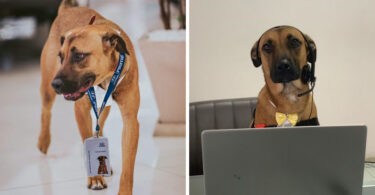 stray dog visits car dealership every day gets a job and his own badge